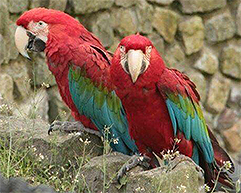 gestolen groenvleugel Ara's Zie-ZOO